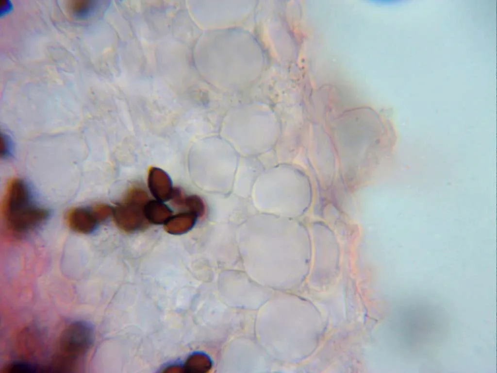 12 - Cuticula celulosica